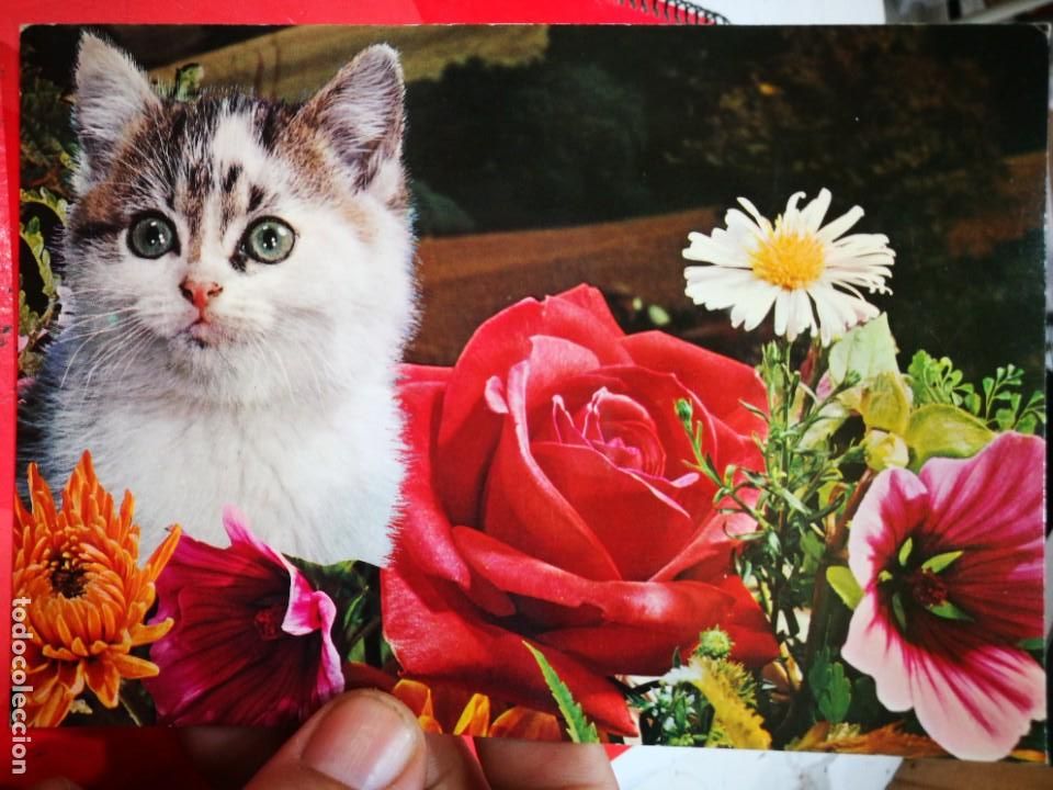 Postkarten: Postal Gato C y Z 7381/31-B S/C
