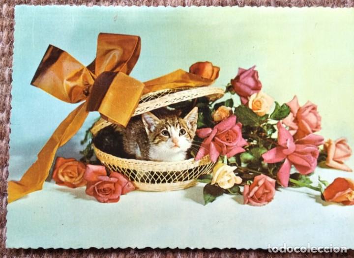 Postkarten: GATITO EN CESTA