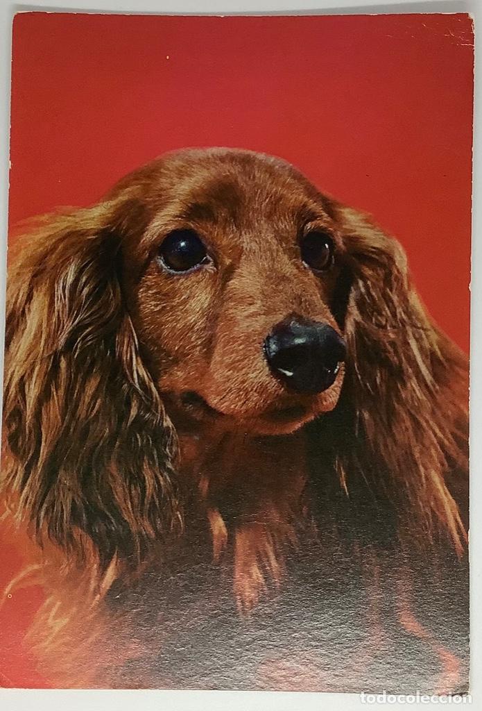 Postcards: Postal de perros. Holanda. A&ntilde;os 60. Circulada sin sello.