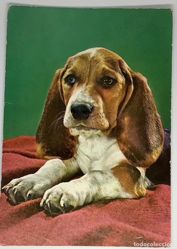 Postcards: Postal de perros. Beagle. Holanda. Circulada 1981 con sello.