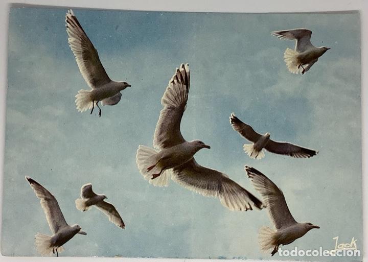 Postkarten: Postal de gaviotas. Francesa. Editions Jack. Escrita