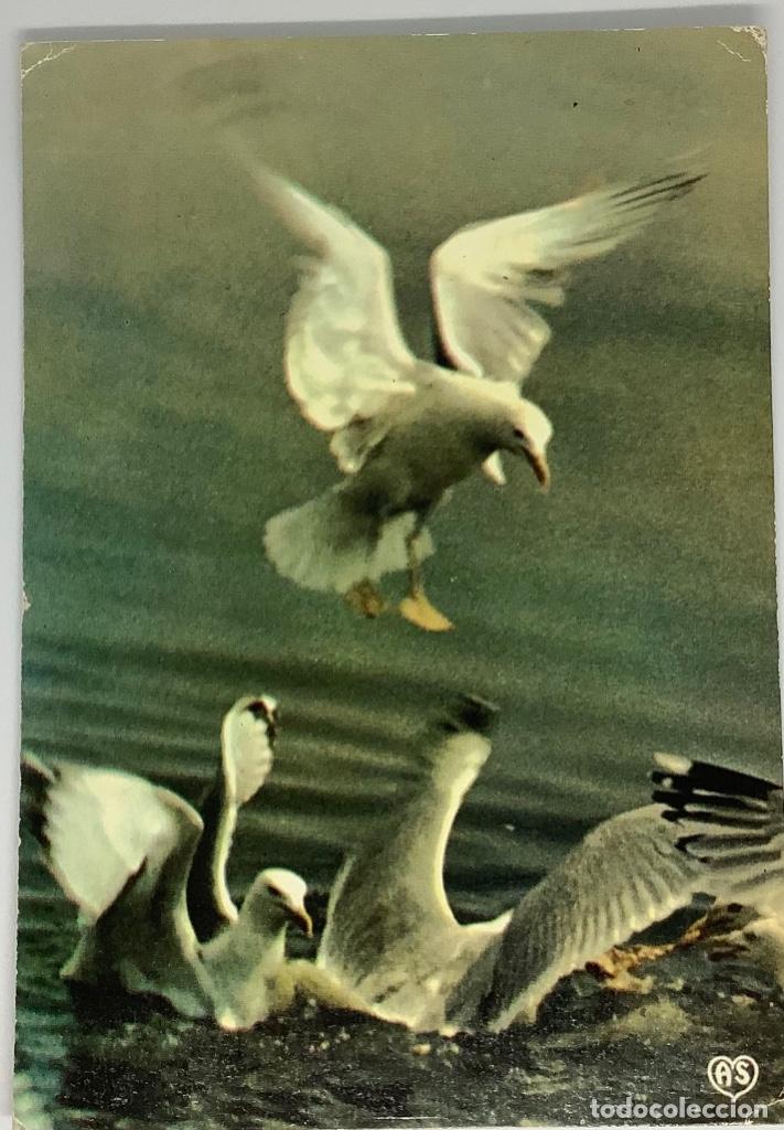 Postkarten: Postal de gaviotas, aves Francesa. Collection as de Coeur. Circulada 1981.