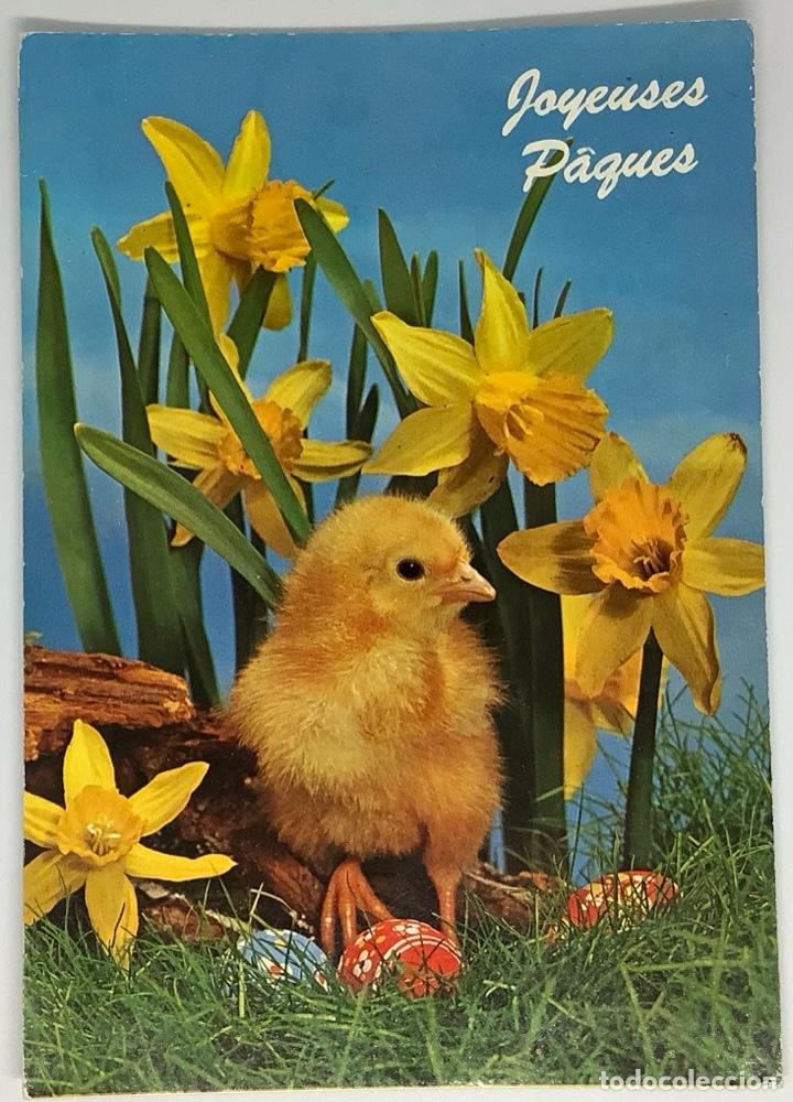 Postkarten: Postal de pollo, gallina,a aves B&eacute;lgica. Ed. Corna. Circulada