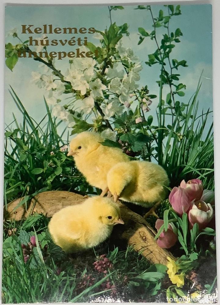 Postkarten: Postal de pollitos, gallina,a aves Hungr&iacute;a. Escrita.