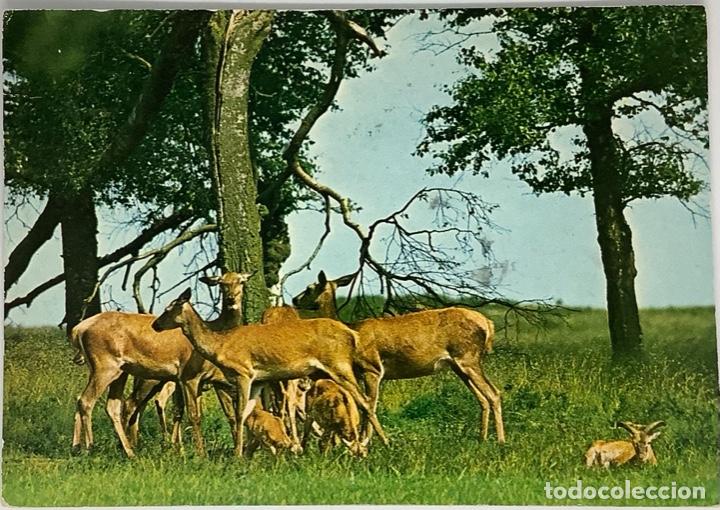 Postkarten: Postal de gacelas. Holandesa. Circulada 1975.