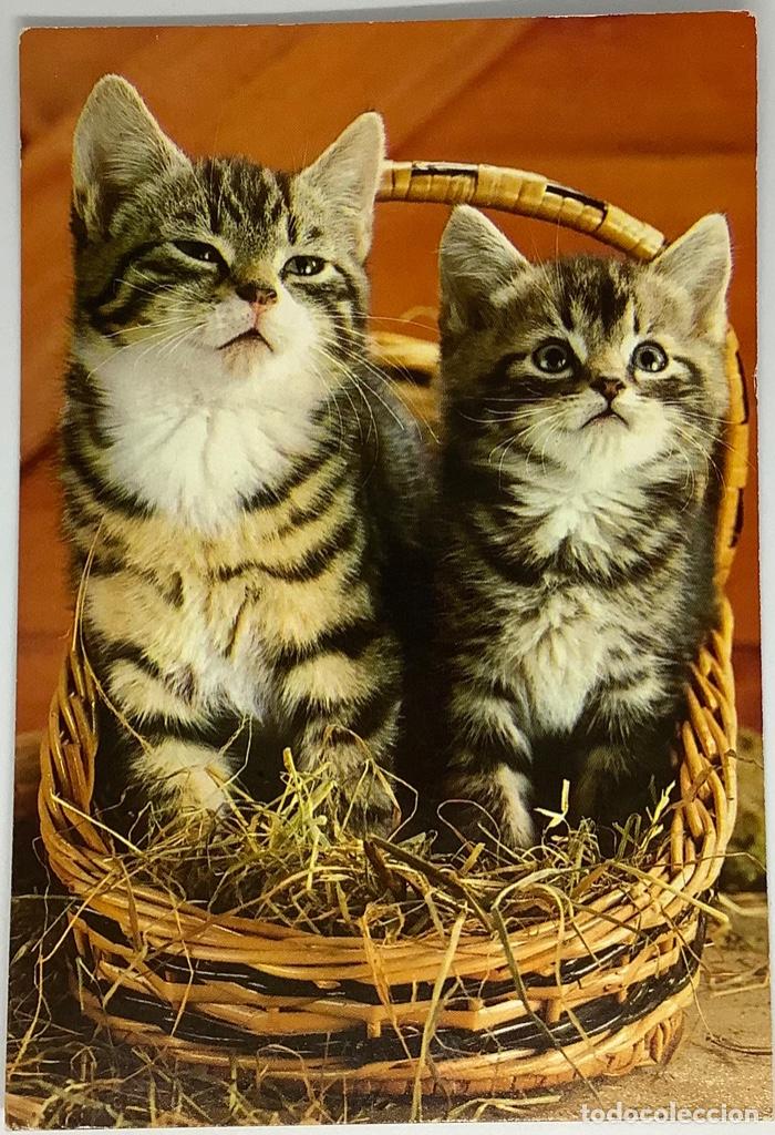 Postcards: Postal de gatos. Holandesa. Circulada 1982