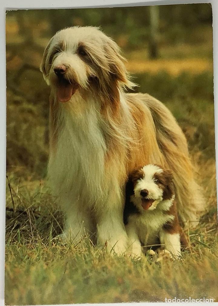 Postcards: Postal de perros. Holandesa. Circulada 1982