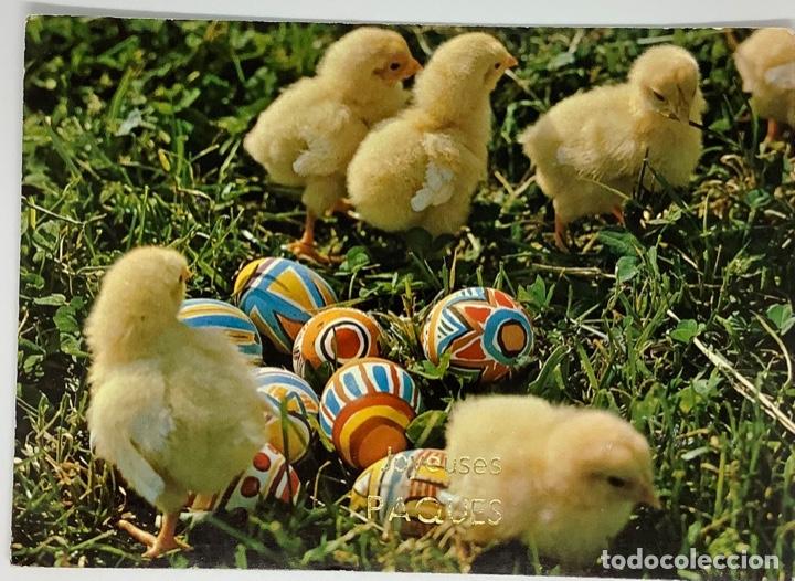 Postkarten: Postal de pollitos, gallina. Suiza. Circulada 1971