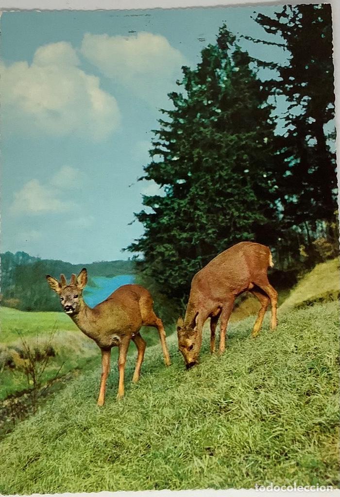 Postkarten: Postal de ciervos, holandesa Circulada 1971