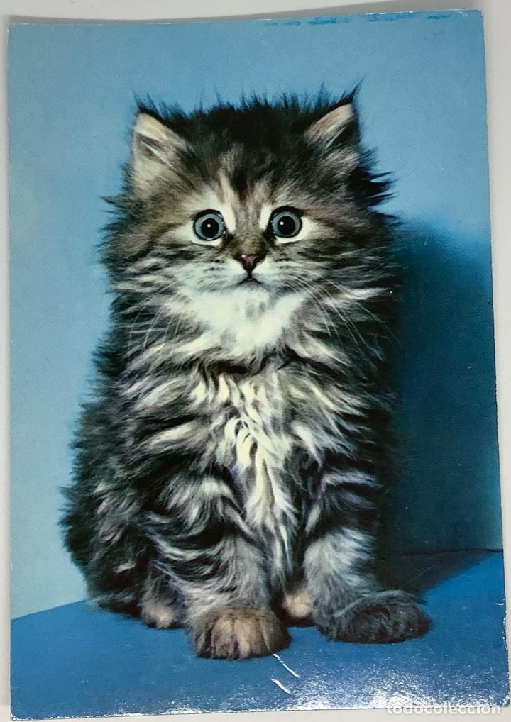 Postkarten: Postal de gatos, circulada Holanda 1988
