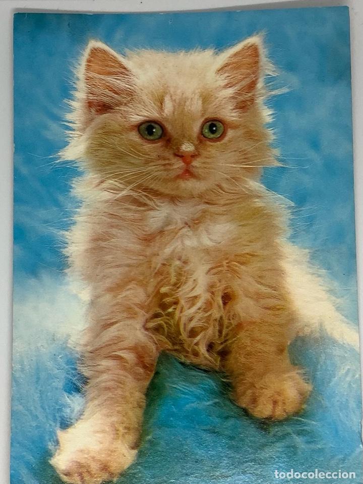Postcards: Postal de gatos, circulada Holanda 1987