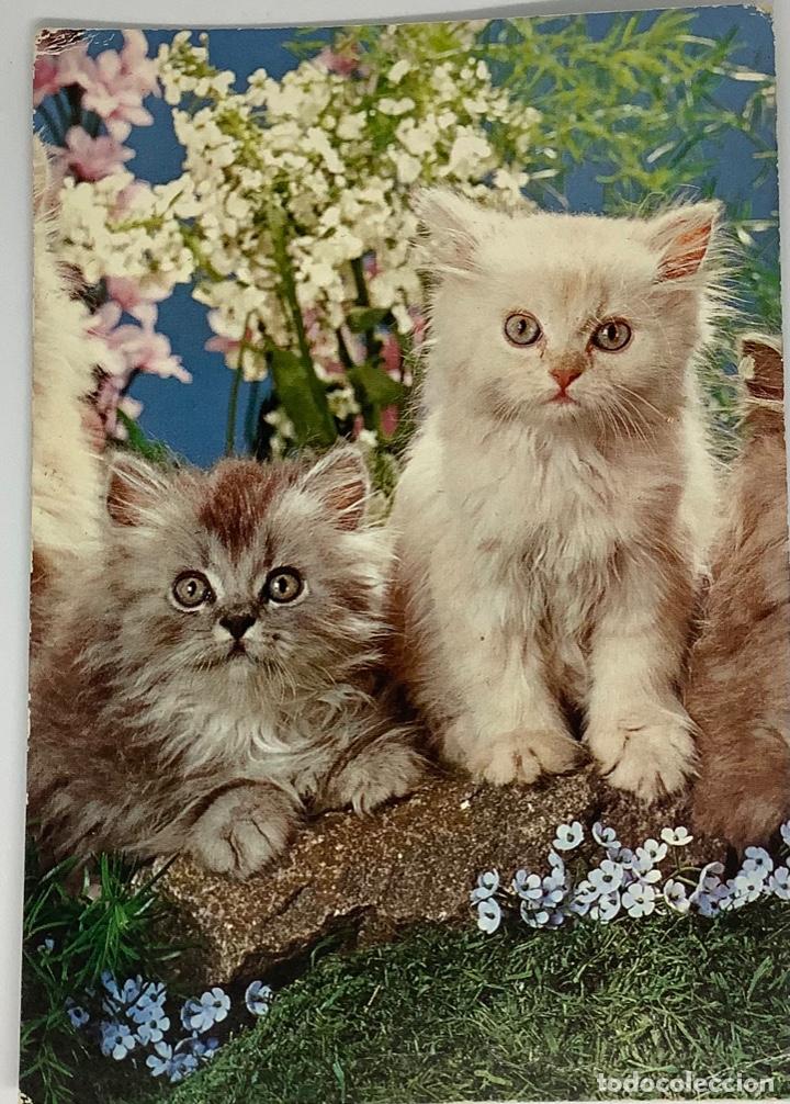 Postkarten: Postal de gatos, circulada Holanda 1978
