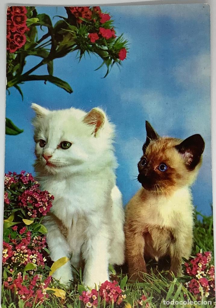 Postkarten: Postal de gatos, escrita.