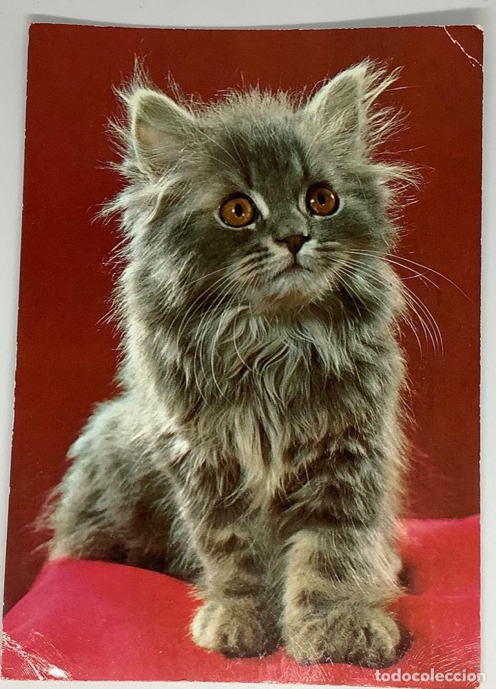 Postcards: Postal de gatos, holandesa, circulada 1981.