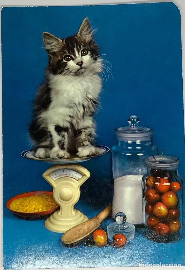 Postais: Postal de gatos, holandesa, circulada 1974?