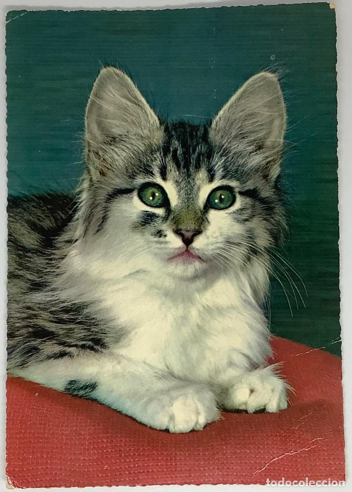 Postcards: Postal de gatos, holandesa, circulada 1965