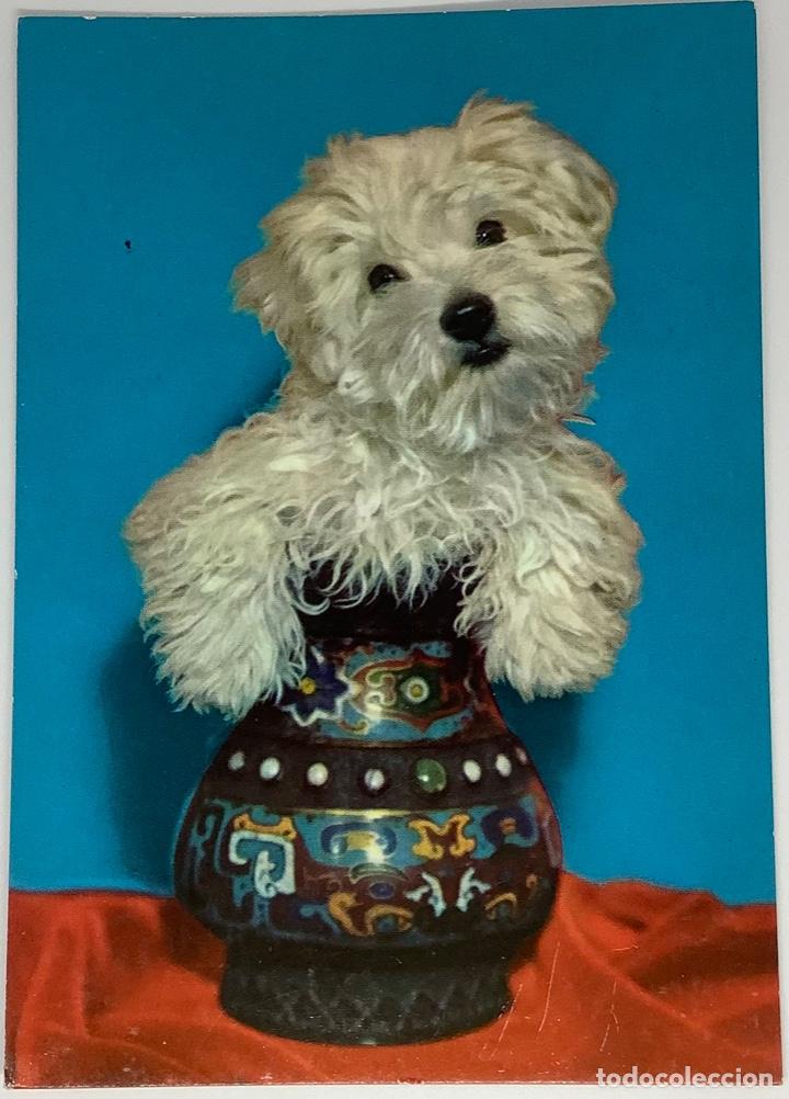Postcards: Postal de perros holandesa, sin circular.