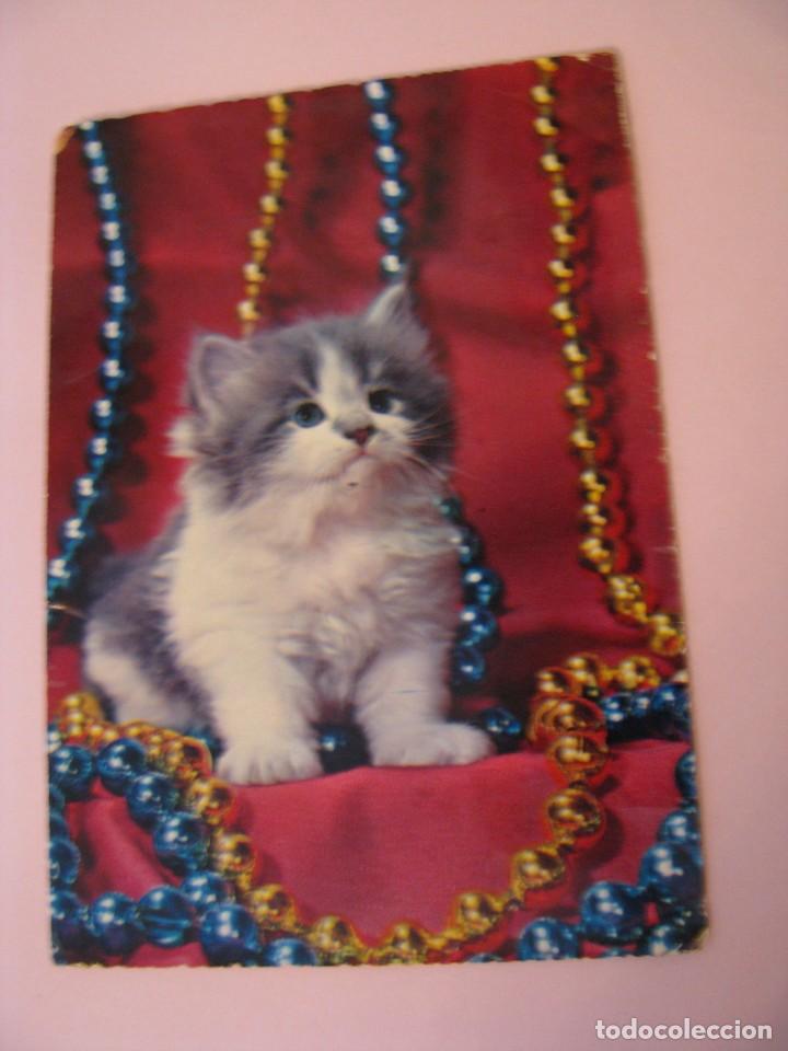 Postais: POSTAL DE ED. CECAMI. IMAGEN GATO, GATITO. ESCRITA. 1964.