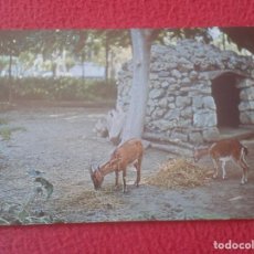 Cartoline: POST CARD CARTE POSTALE GRECIA GREECE CABRA GOAT CHÈVRE XANIA CANEA CHANIA CRI-CRI KRI-KRI VER......
