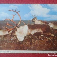 Postales: POST CARD CARTE POSTALE ALASKAN CARIBOU CARIBÚ DE ALASKA RENO REINDEER...USA..GREAT HERDS...REBAÑOS.