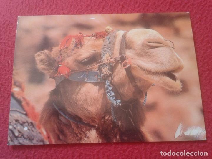 Cartes Postales: POST CARD CARTE POSTALE CAMELLO DE JORDANIA BRIGHTLY DECORATED BEDOUIN CAMEL BEDUINO JORDAN SELLO...