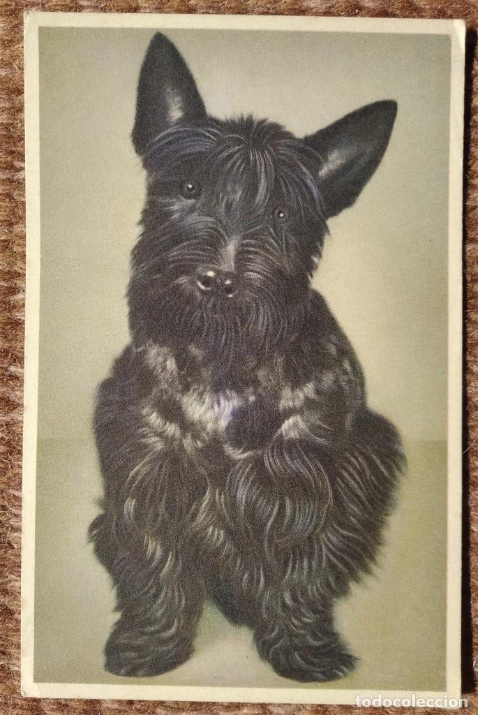 Postkarten: PERRITO