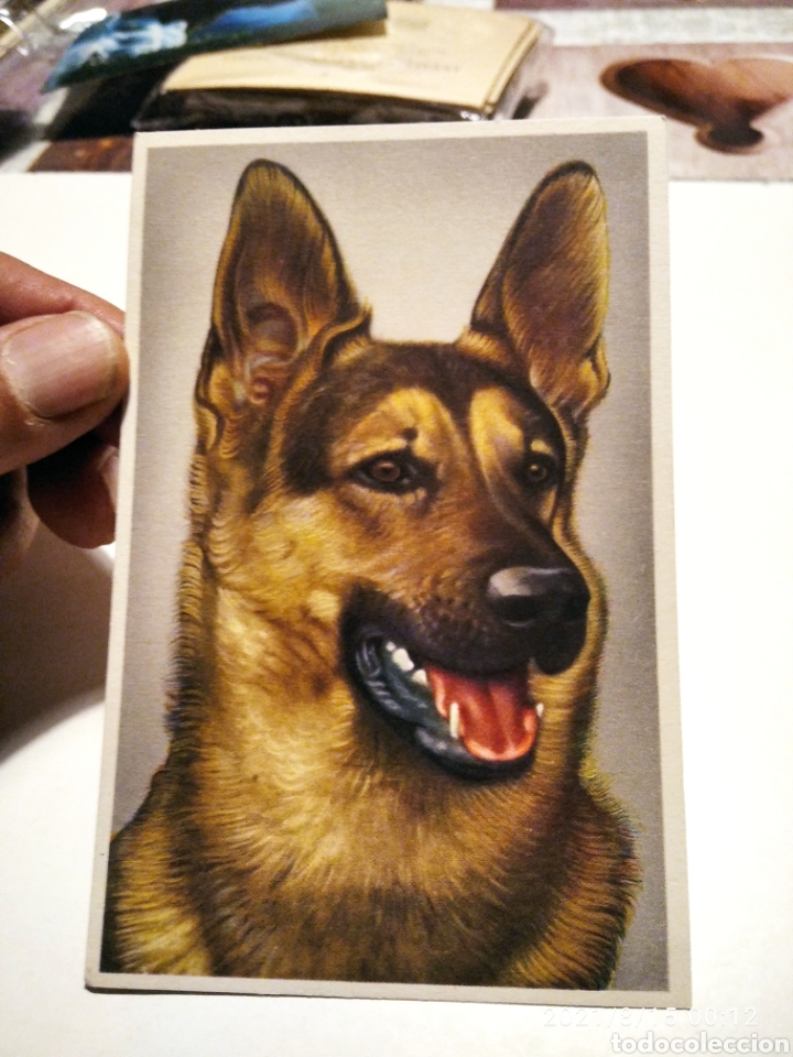 Postkarten: Postal antigua dibujo perro