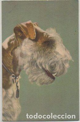 Postkarten: POSTAL DE ANIMALES. PERROS. FOX TERRIER N&ordm; 155 P-ANI-074