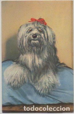 Postkarten: POSTAL DE ANIMALES. PERROS. YORKSHIRE TERRIER N&ordm; 8 P-ANI-075,3