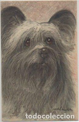 Postkarten: POSTAL DE ANIMALES. PERROS. SKYE TERRIER N&ordm; 67 P-ANI-076,2