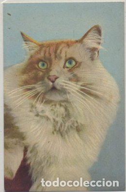 Postkarten: POSTAL DE ANIMALES. GATOS N&ordm; 93 P-ANI-078,3
