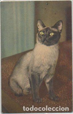 Postkarten: POSTAL DE ANIMALES. GATOS N&ordm; 57 P-ANI-082