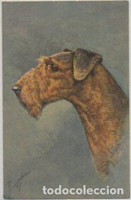 Postkarten: POSTAL DE ANIMALES. PERROS. AIRDALE TERRIER N&ordm; 100 P-ANI-084,2