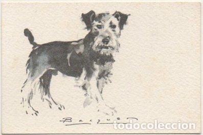 Postkarten: POSTAL DE ANIMALES. PERROS. SERIE B N&ordm; 10 P-ANI-089,8