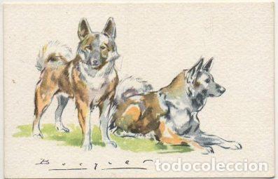Postkarten: POSTAL DE ANIMALES. PERROS. SERIE B N&ordm; 11 P-ANI-095,3