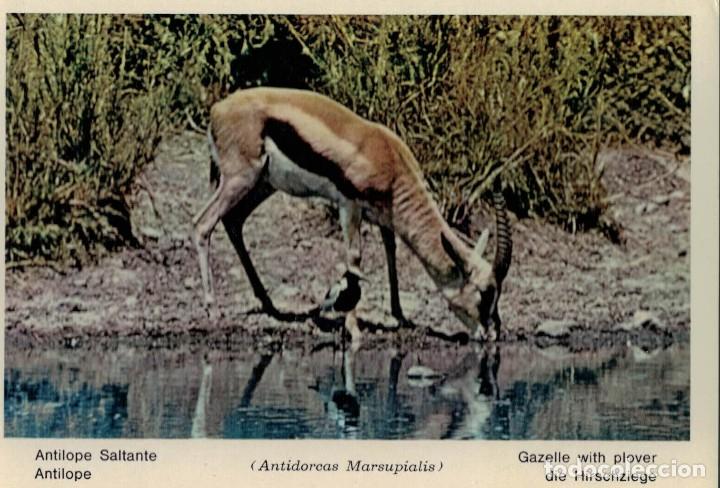 Cartes Postales: Gacela. Ant&iacute;lope saltante. Fauna africana. / Postal sin circular