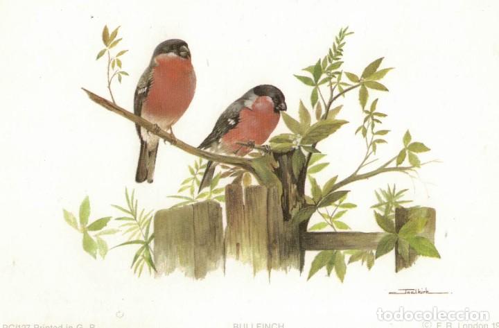 Cartes Postales: Bullfinch / Pajaro Pi&ntilde;onero. Dibujo de Joel Kirk