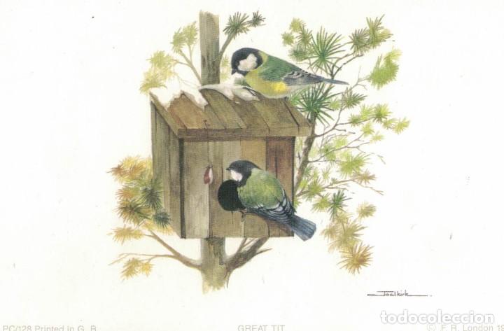 Cartes Postales: Great Tit / P&aacute;jaro Carbonero. Dibujo de Joel Kirk