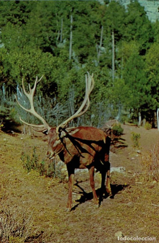Cartes Postales: Sierra de Cazorla. Jaen. Ciervo de 7 puntas. / Postal sin circular