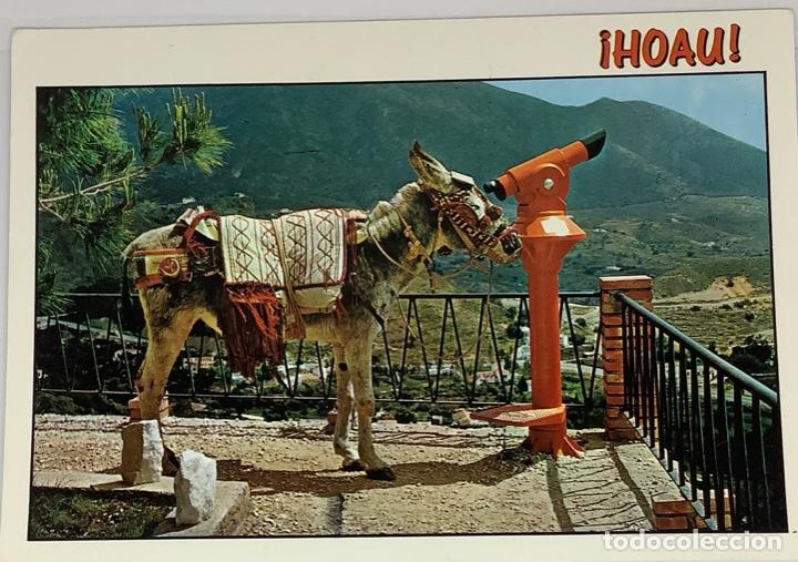 Postais: Postal Humor, burro, asno. Qu&eacute; vista, uff que veo. Burrito. Foto vista. Circulada 1994