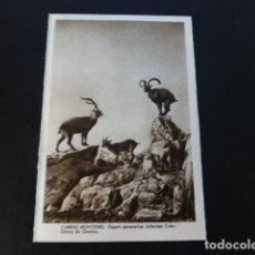 Cartoline: CABRAS MONTESAS DE GREDOS MUSEO CIENCIAS NATURALES MADRID