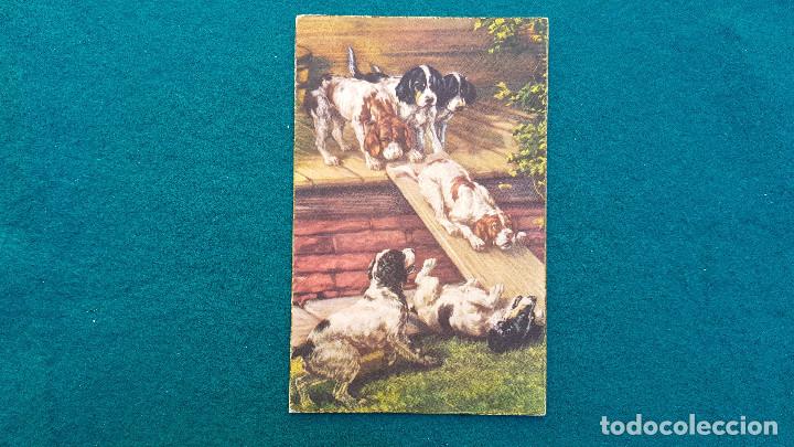 Postais: POSTAL PERROS