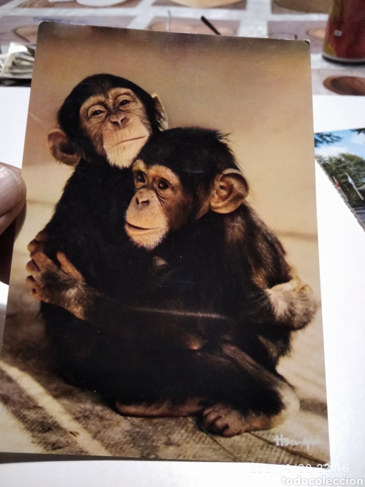 Postcards: Postal monos