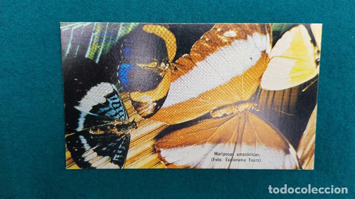 Postcards: POSTAL MARIPOSAS AMAZONICAS - ED. FICA - IQUITOS (PERU)