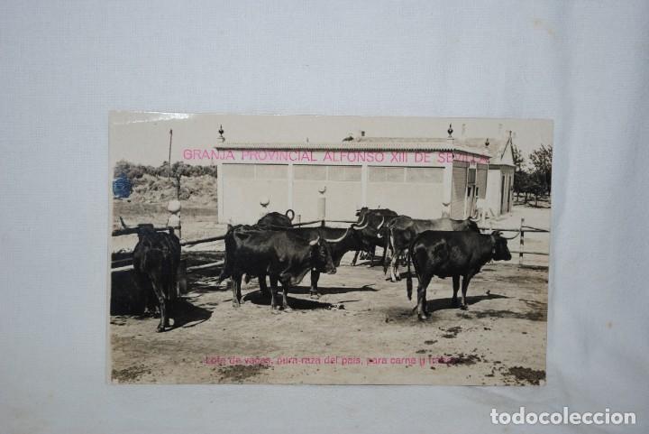 Postcards: GRANJA PROVINCIAL ALFONSO X I I I