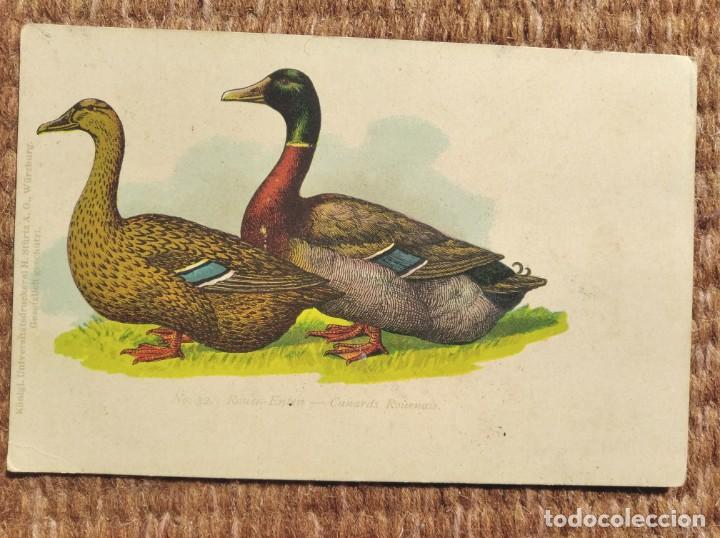 Postais: PATOS