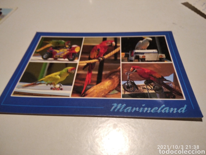 Postales: Postal Marineland loros - Foto 1