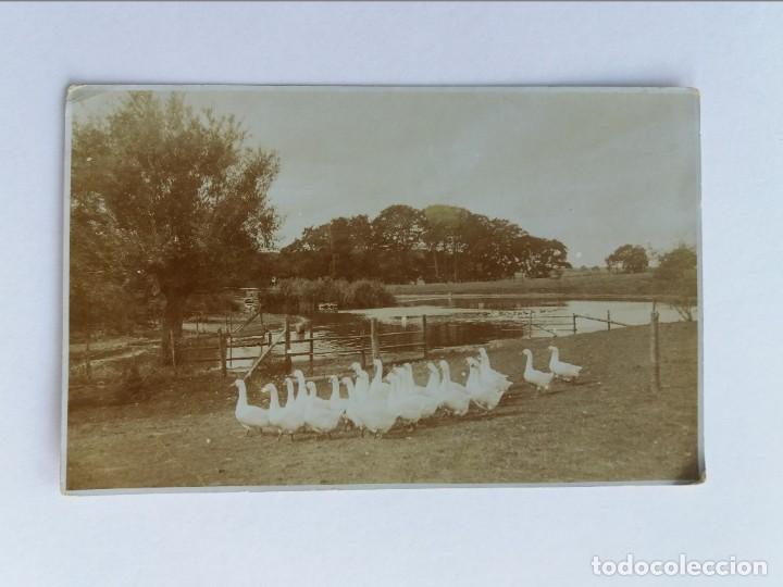 Postales: POSTAL - GANSOS - MARCA STELLA - Foto 1