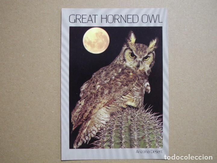 Postais: Great horned Owl. Gran b&uacute;ho cornado. Desierto de Arizona