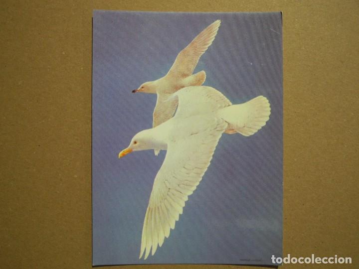 Postais: Volar libre. Gabiontas blancas